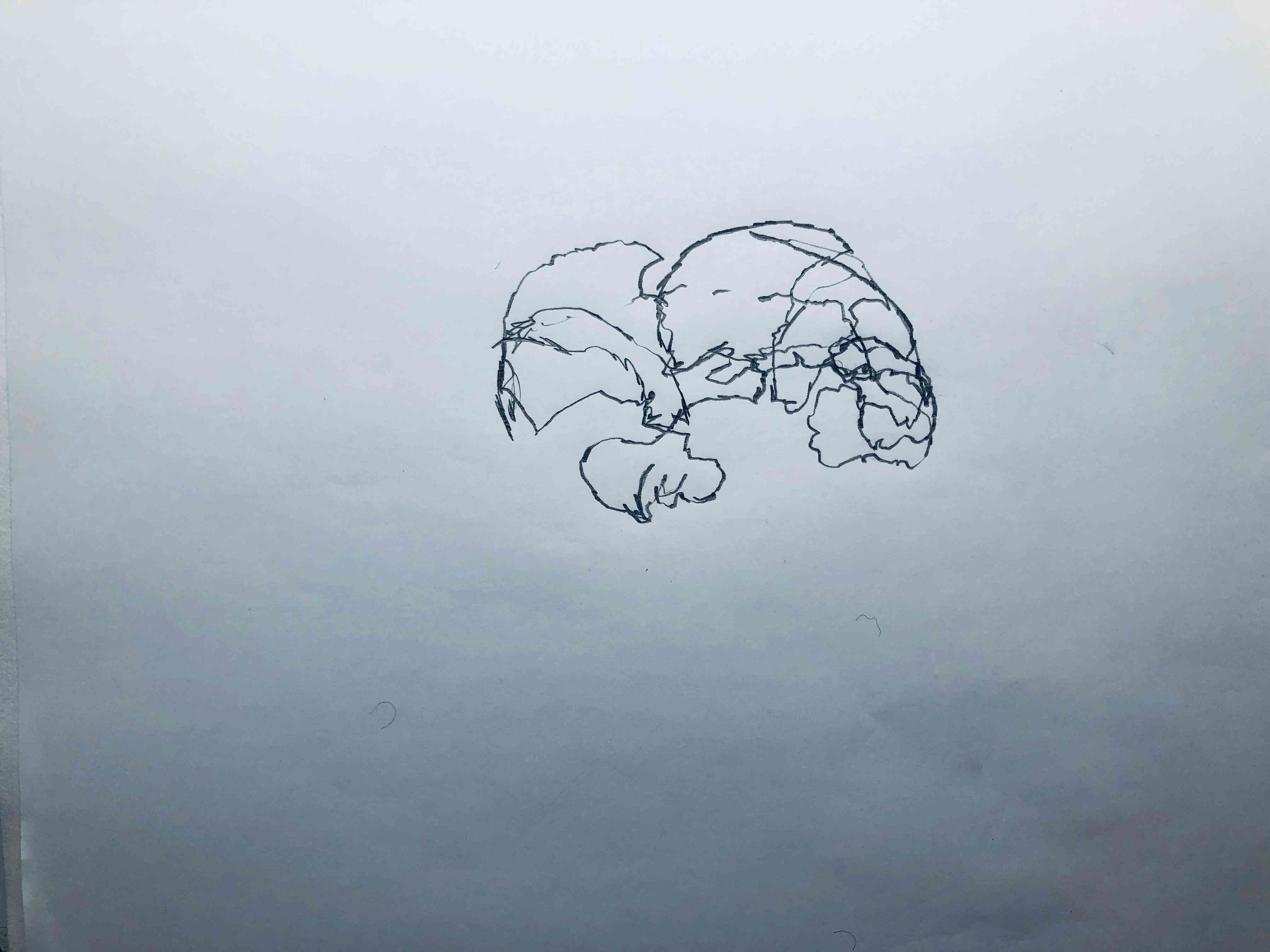 kipferl,zeichnung bleistift, 2019